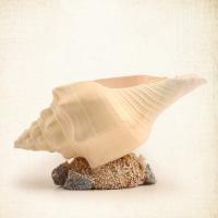 Conch Crafts Ornaments for home decoration PC