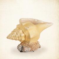 Conch Crafts Ornaments for home decoration PC