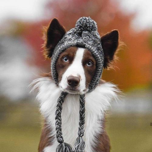 Acrylic Pet Hat knitted PC