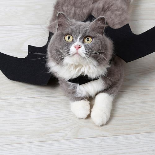 Felt Halloween Pet Costumes for Cats black : PC
